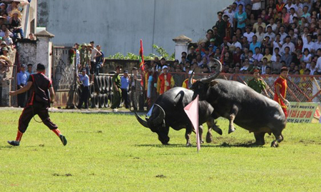 Một pha đánh ngoạn mục tại vòng chung kết Lễ hội Chọi trâu truyền thống Đồ Sơn năm 2014.